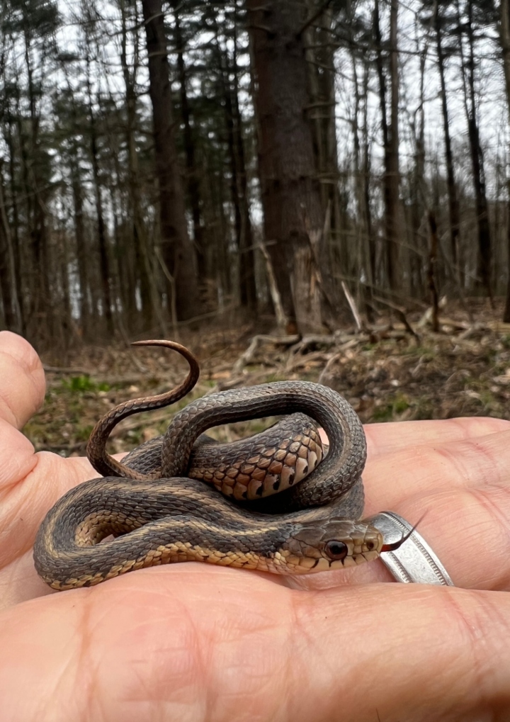 Eastern Garter Snake